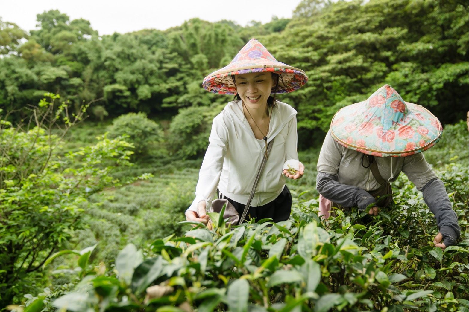 創辦人在茶園中採茶